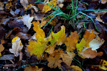 Photographie intitulée "couleurs d'automne…" par Miodrag Aubertin, Œuvre d'art originale