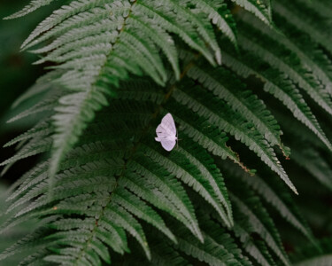 Photographie intitulée "Symbiosis (Open Edi…" par Mirko Errigo, Œuvre d'art originale, Photographie numérique