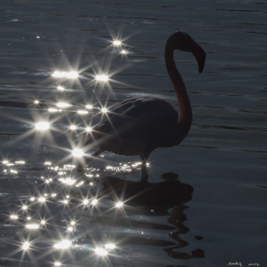 Fotografie getiteld "Flamant rose du soir" door Armelle Llobet, Origineel Kunstwerk, Digitale fotografie