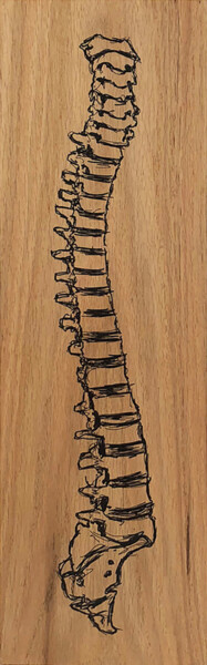 Drawing titled "Human Spine" by Modesty, Original Artwork, Ink