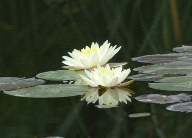 Photographie intitulée "Le poème de l'eau" par Monique Anna Michel, Œuvre d'art originale