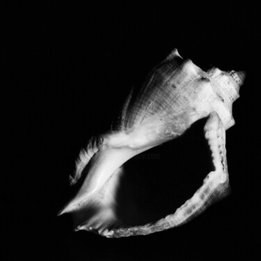 Fotografia zatytułowany „Seashell #2” autorstwa Monochrome Renditions, Oryginalna praca, Fotografia filmowa