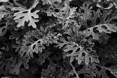 摄影 标题为“Botanical Study #1” 由Monochrome Renditions, 原创艺术品, 电影摄影