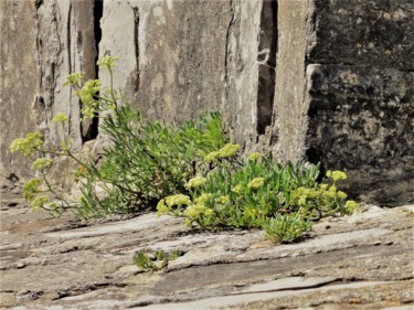 Photographie intitulée "la vie malgre tout.…" par Monro, Œuvre d'art originale