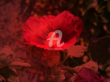 Digital Arts titled "Fleur rouge 1" by Morganv6, Original Artwork