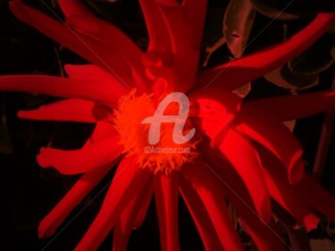 Digital Arts titled "Fleur rouge 11" by Morganv6, Original Artwork