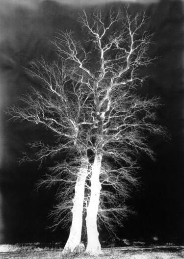 Fotografia intitulada "Spooky trees" por Mr. Chlorophyll Art - Kazek Biernat, Obras de arte originais, Fotografia Manipulada