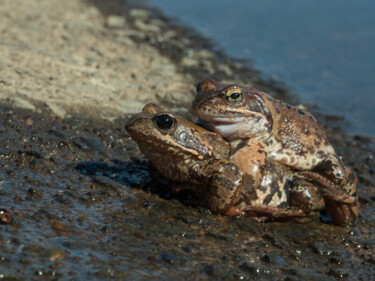 Fotografia intitolato "Couple  frogs mated" da Mrivserg, Opera d'arte originale, Fotografia digitale
