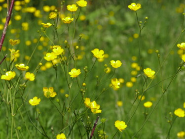 Fotografia intitolato "Yellow flowers burn…" da Mrivserg, Opera d'arte originale, Fotografia digitale