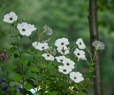 Φωτογραφία με τίτλο "white petunia flowe…" από Mrivserg, Αυθεντικά έργα τέχνης, Ψηφιακή φωτογραφία