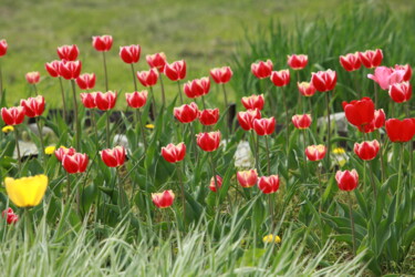 Fotografia intitulada "bright red tulips" por Mrivserg, Obras de arte originais, Fotografia digital