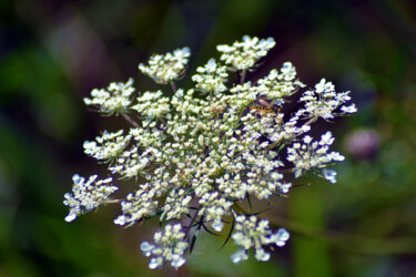 Fotografía titulada "Fleur des champs - I" por Muriel Cayet, Obra de arte original