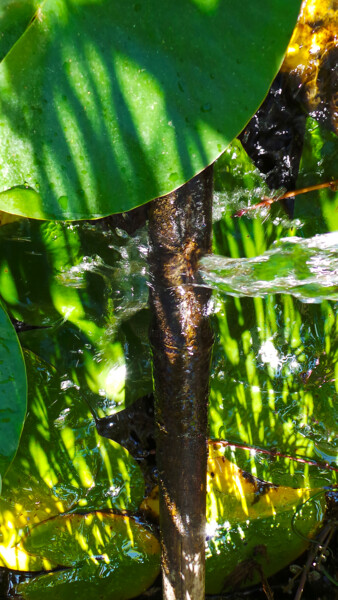 Photographie intitulée "Eau douce" par Muriel Cayet, Œuvre d'art originale