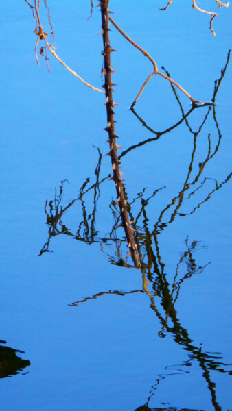 Photographie intitulée "Abstraction naturel…" par Muriel Cayet, Œuvre d'art originale