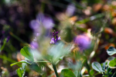 Fotografía titulada "Fleurs des champs -…" por Muriel Cayet, Obra de arte original