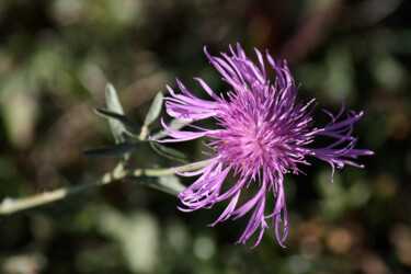 Photographie intitulée "Fleur mauve" par Muriel Cayet, Œuvre d'art originale