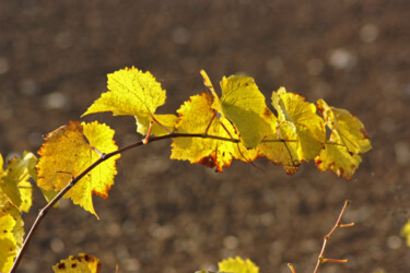 Photographie intitulée "L'automne en feuill…" par Muriel Cayet, Œuvre d'art originale