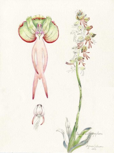 Drawing titled "Orchis anthropophora" by Myriam Schmaus, Original Artwork, Pencil