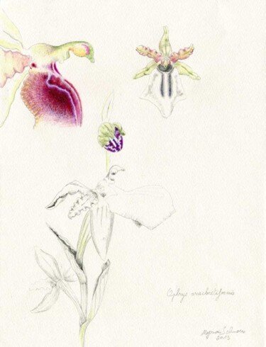 제목이 "Ophrys arachinitifo…"인 그림 Myriam Schmaus로, 원작, 연필