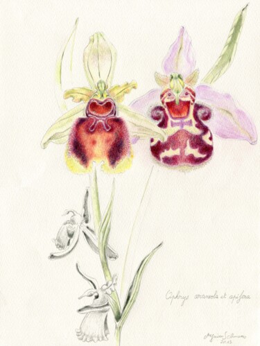 Rysunek zatytułowany „Ophrys araenola oph…” autorstwa Myriam Schmaus, Oryginalna praca, Pastel