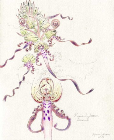 "Himantoglossum hirc…" başlıklı Resim Myriam Schmaus tarafından, Orijinal sanat, Kalem