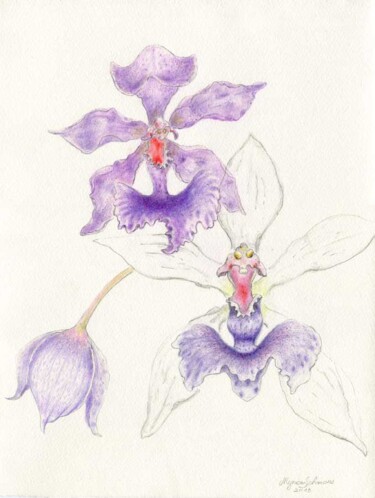 Drawing titled "Acacallis-cyanea-x-…" by Myriam Schmaus, Original Artwork, Pencil