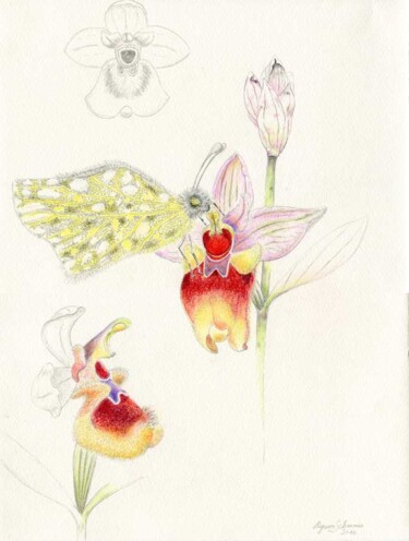 Disegno intitolato "Ophrys tenthredinif…" da Myriam Schmaus, Opera d'arte originale, Matita
