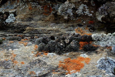 Photographie intitulée "" forêt " de lichen…" par Myriam Wetzstein, Œuvre d'art originale, Photographie numérique