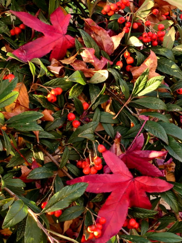 Photographie intitulée "automne en Lorraine" par Myriam Wetzstein, Œuvre d'art originale, Photographie non manipulée