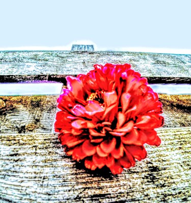 Digital Arts titled "Red flower" by Natas Dam, Original Artwork, Digital Painting