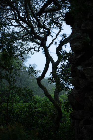 Photographie intitulée "Tree branches" par Nadezda Sharova, Œuvre d'art originale, Photographie numérique