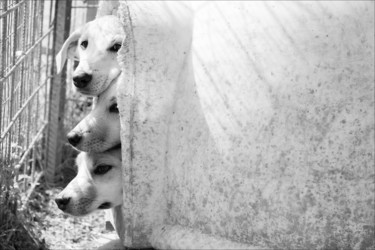 Photography titled "Puppies" by Nadia D'Agaro, Original Artwork