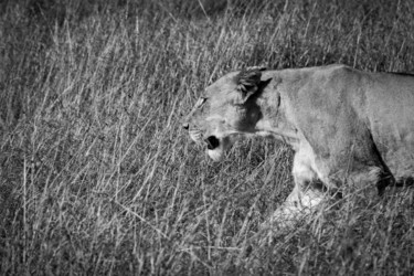 Photographie intitulée "PANTHERA 009 - Lion…" par Naep, Œuvre d'art originale, Photographie numérique