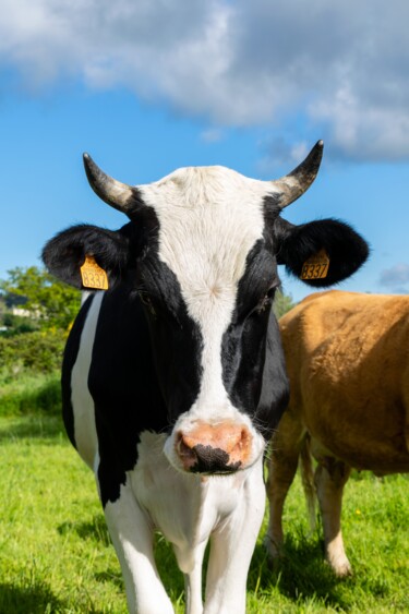 Photographie intitulée "BOS TAURUS 036 - Va…" par Naep, Œuvre d'art originale, Photographie numérique