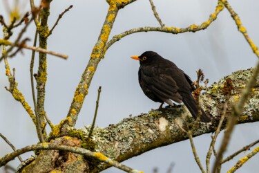 Fotografie mit dem Titel "TURDUS MERULA 002 -…" von Naep, Original-Kunstwerk, Digitale Fotografie