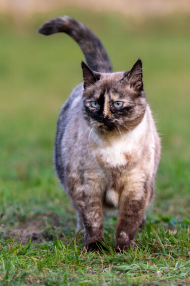 Fotografia zatytułowany „FELIS CATUS 002 - C…” autorstwa Naep, Oryginalna praca, Fotografia cyfrowa