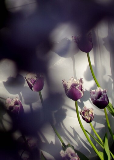 Photographie intitulée "tulips" par Nata K, Œuvre d'art originale, Photographie numérique