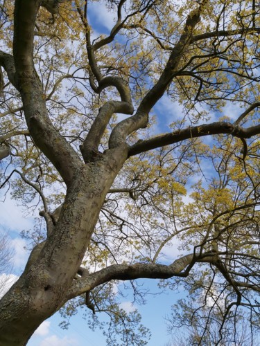 "L arbre de la vie" başlıklı Fotoğraf Nathy ... (Nathy) tarafından, Orijinal sanat, Fotoşopsuz fotoğraf