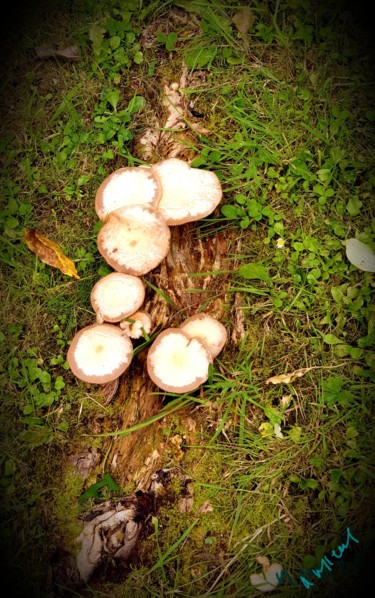 Photographie intitulée "Champignons" par Nathalie Miens, Œuvre d'art originale, Photographie numérique