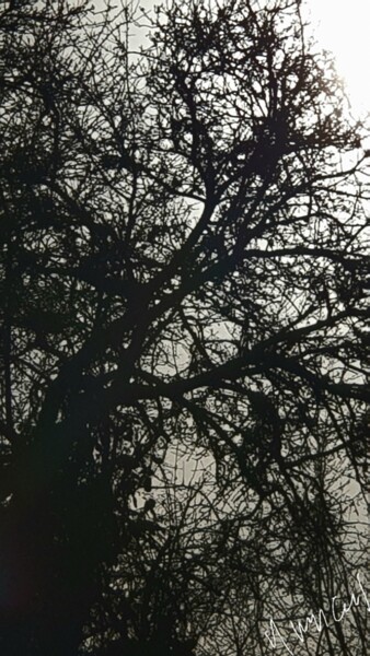 Photographie intitulée "L'arbre de la vie" par Nathalie Miens, Œuvre d'art originale, Photographie numérique
