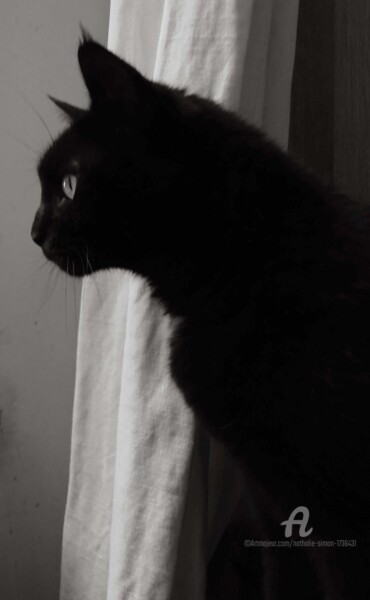 Photographie intitulée "Le chat noir" par Nathalie Simon, Œuvre d'art originale, Photographie numérique Monté sur Carton