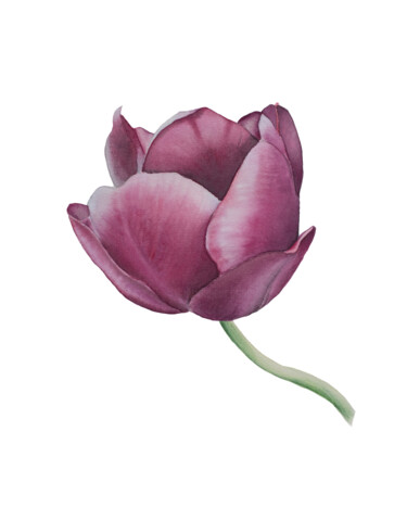 Peinture intitulée "Tulip" par Nelia Hryhorenko, Œuvre d'art originale, Aquarelle