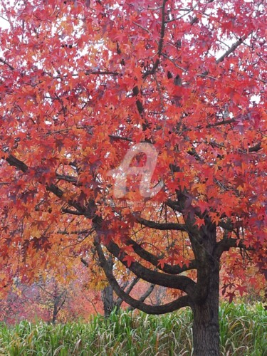 Photographie intitulée "un-automne-a-la-vil…" par Nelly Coudoux, Œuvre d'art originale