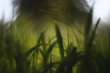 Fotografía titulada "pasto verde con sol…" por Nicolas Giannatasio, Obra de arte original, Fotografía analógica