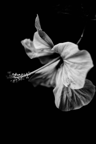 Photography titled "hibisco, flor blanc…" by Nicolas Giannatasio, Original Artwork, Analog photography