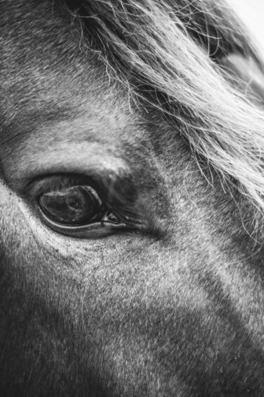 Photographie intitulée "Mirada de caballo e…" par Nicolas Giannatasio, Œuvre d'art originale, Photographie argentique
