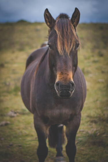 Photographie intitulée "caballo en el campo" par Nicolas Giannatasio, Œuvre d'art originale, Photographie numérique
