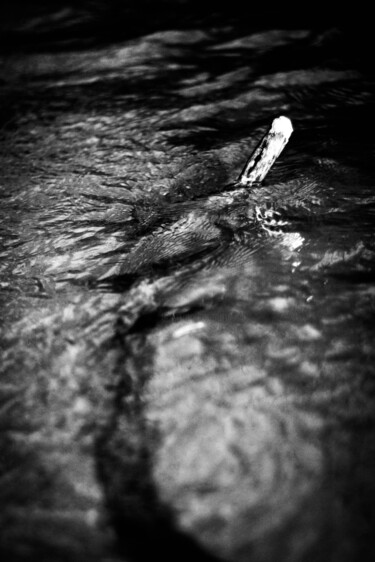 Fotografia intitolato "Rio oscuro" da Nicolas Giannatasio, Opera d'arte originale, Fotografia digitale