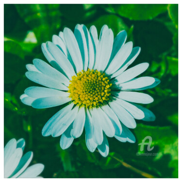 Fotografie getiteld "Daisy." door Nicolas-Monk.Gd, Origineel Kunstwerk, Digitale fotografie