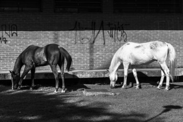 「2 no pasto.」というタイトルの写真撮影 Nino Rocha Fotografiaによって, オリジナルのアートワーク, デジタル